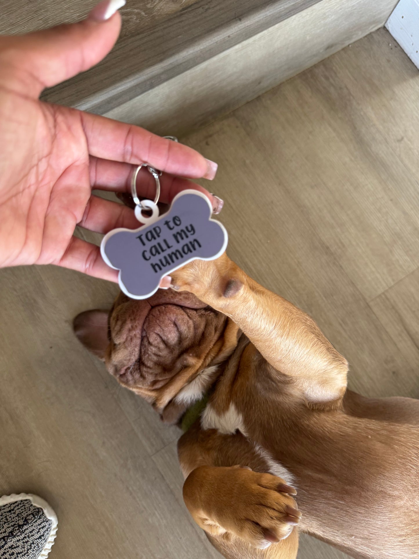 Smart Dog Tag